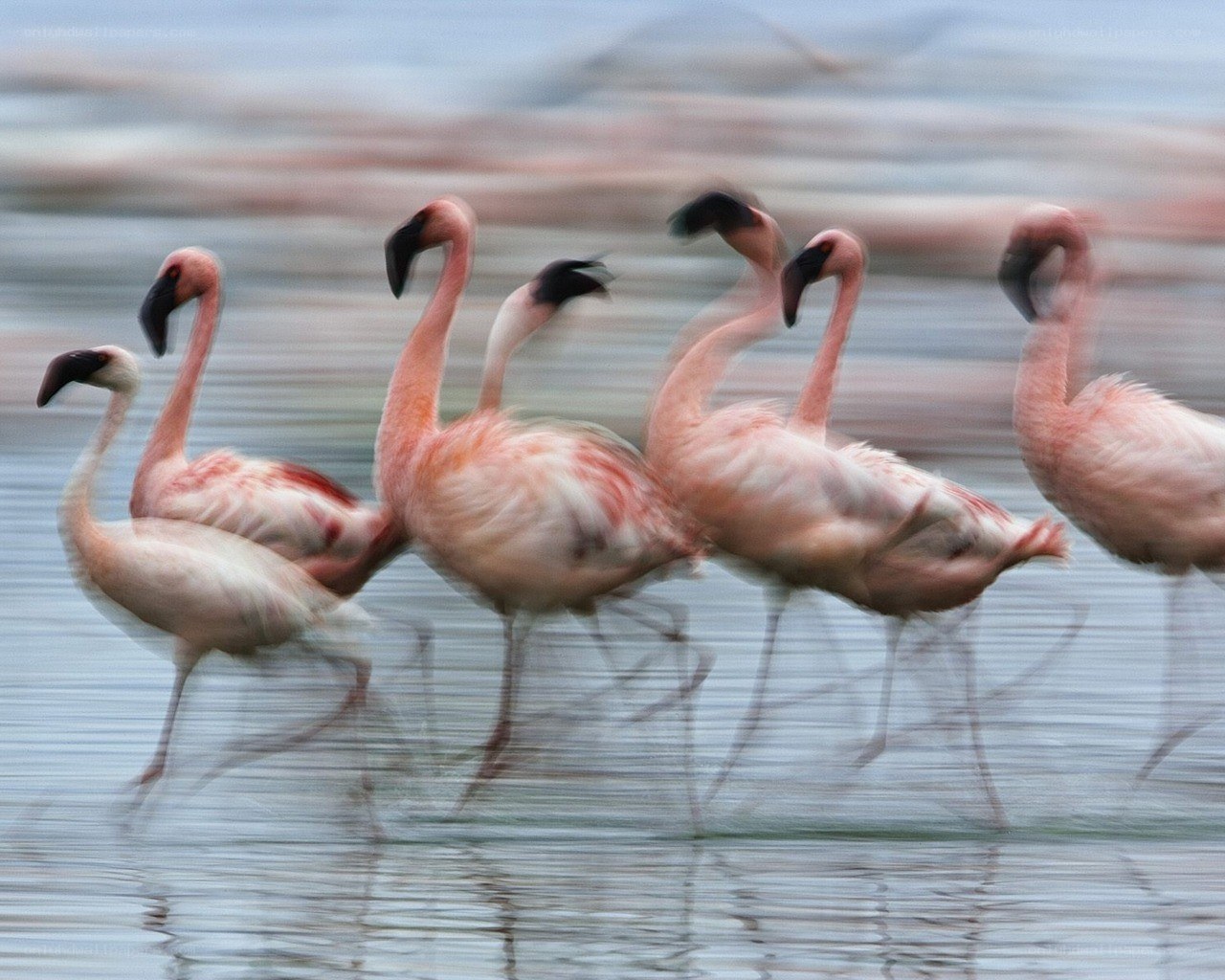 flamingos walking in water