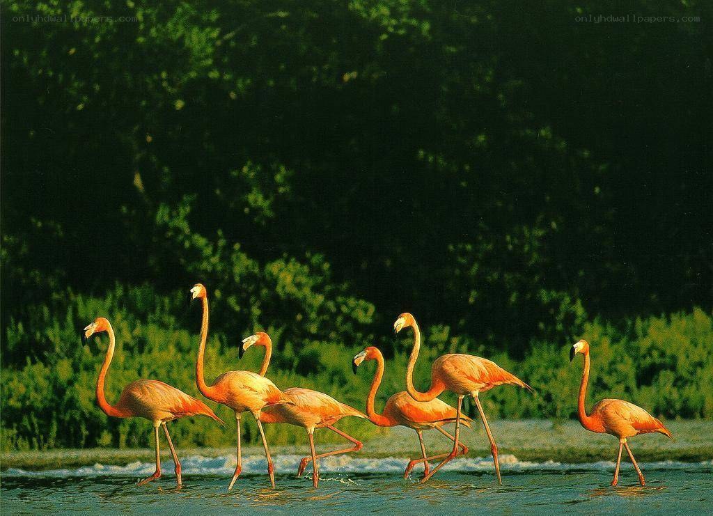flamingos walking in water