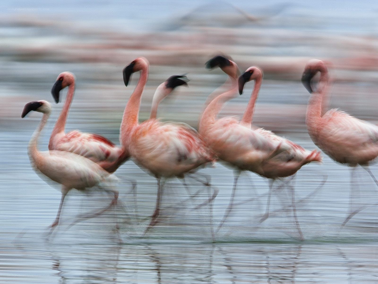 flamingos walking in water