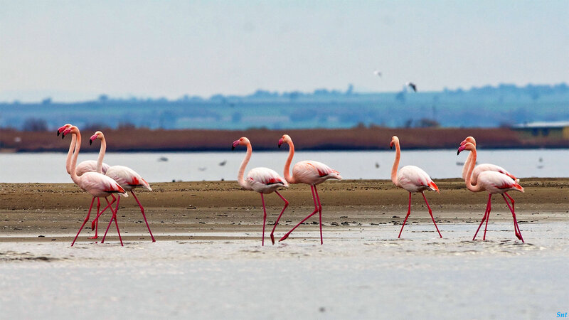 Flamingos Walking on Shore