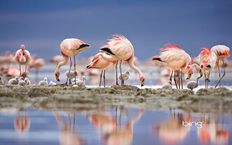 Flamingos with chicks on a rock