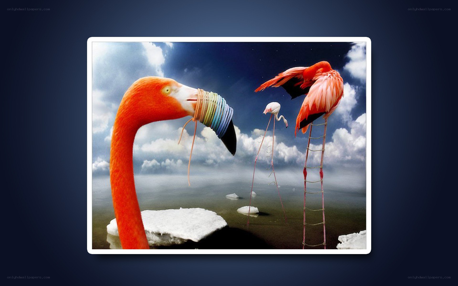 Flamingos with colorful beaks