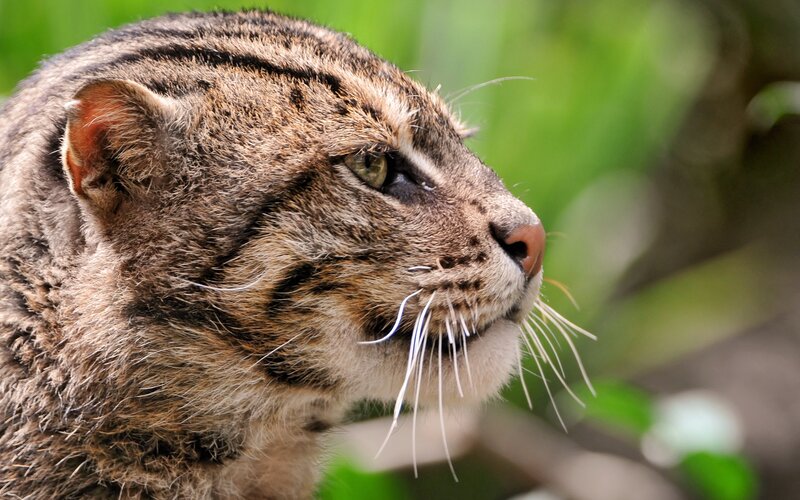 Flat-headed Cat in Profile