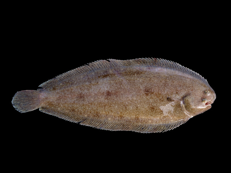 Flatfish on black background