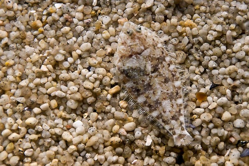 Flatfish on Gravel
