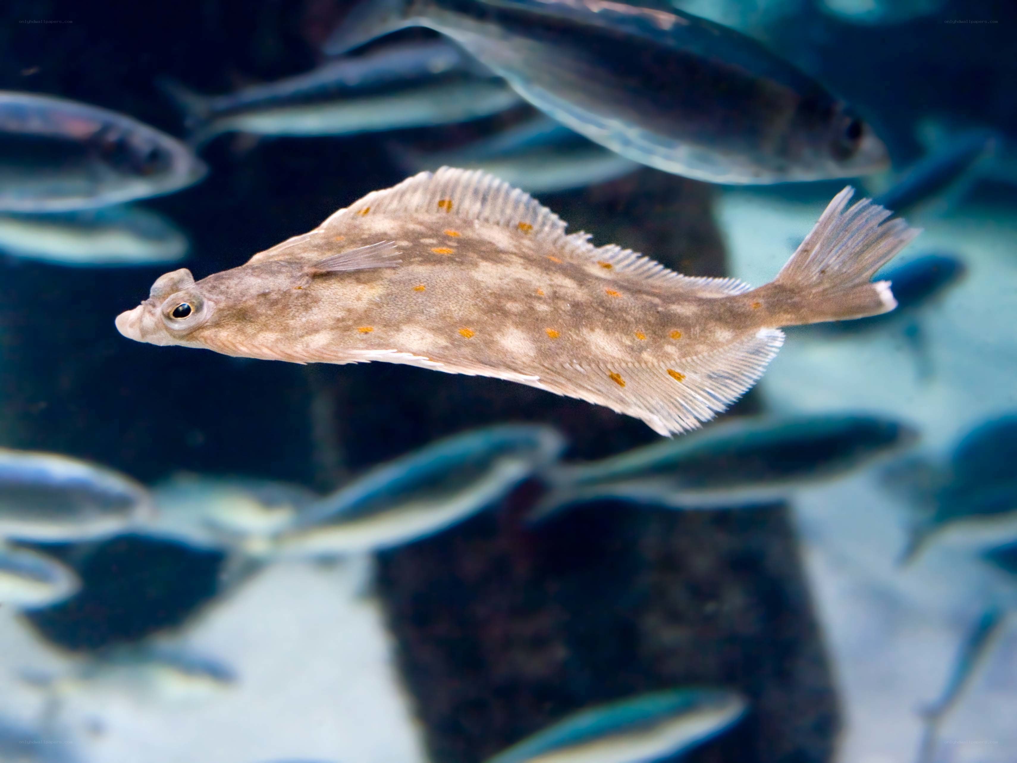 flatfish swimming in aquarium