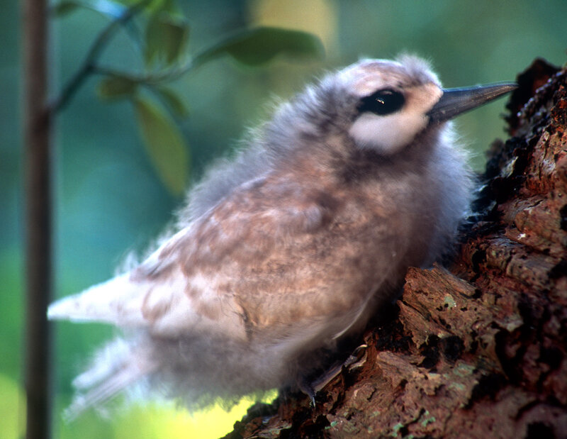 fledgling bird on tree branch