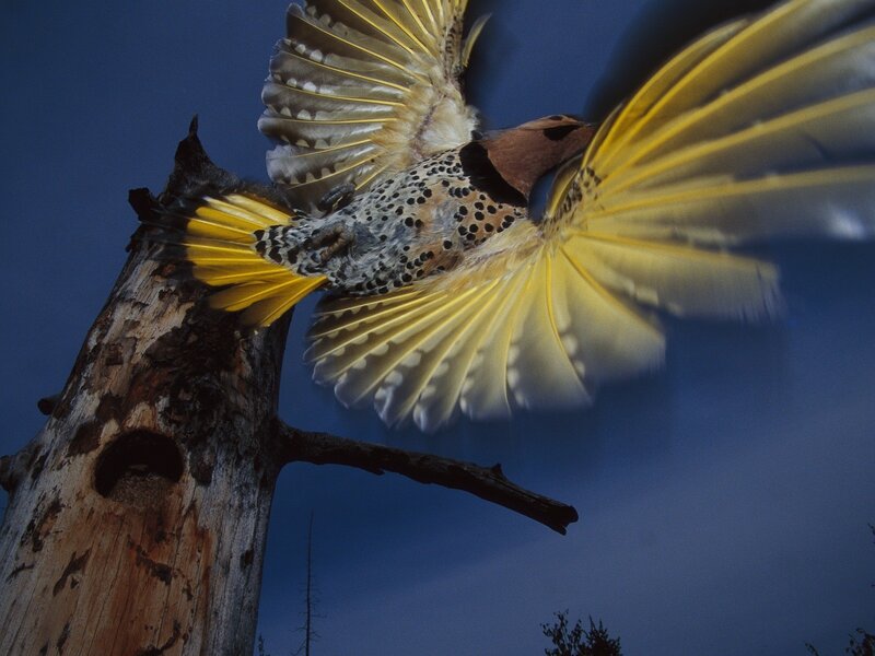 Flicker Bird in Flight — Blue, Dramatic