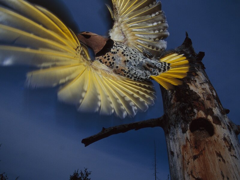 Flicker Bird in Flight — Blue