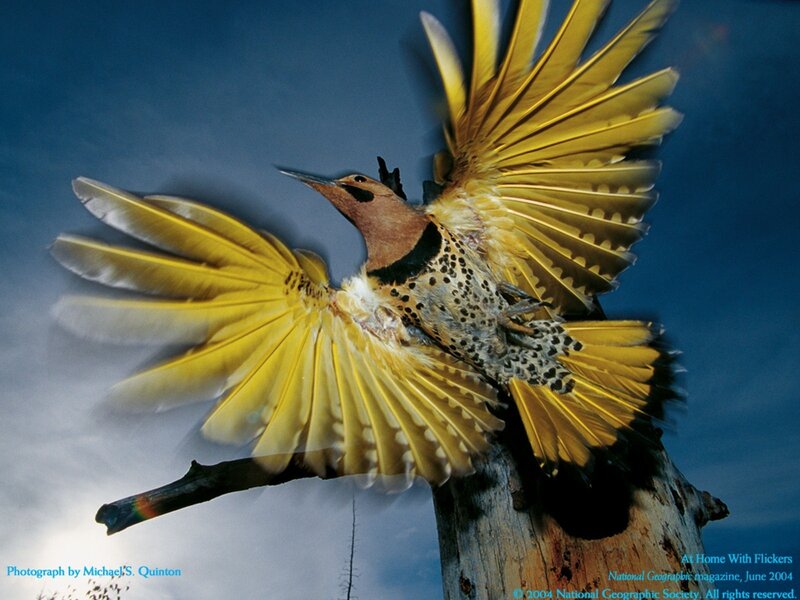 Flicker in flight
