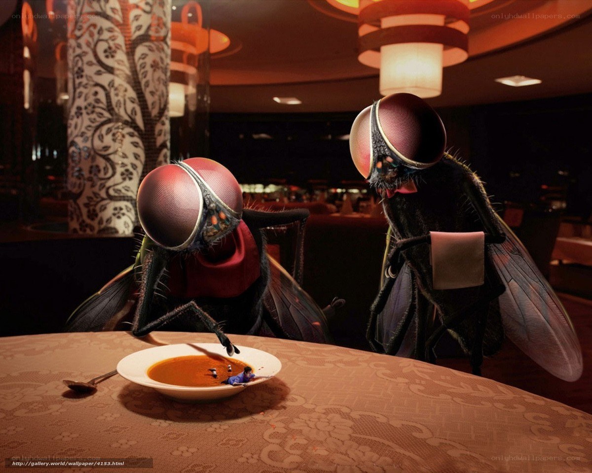 Flies in a restaurant