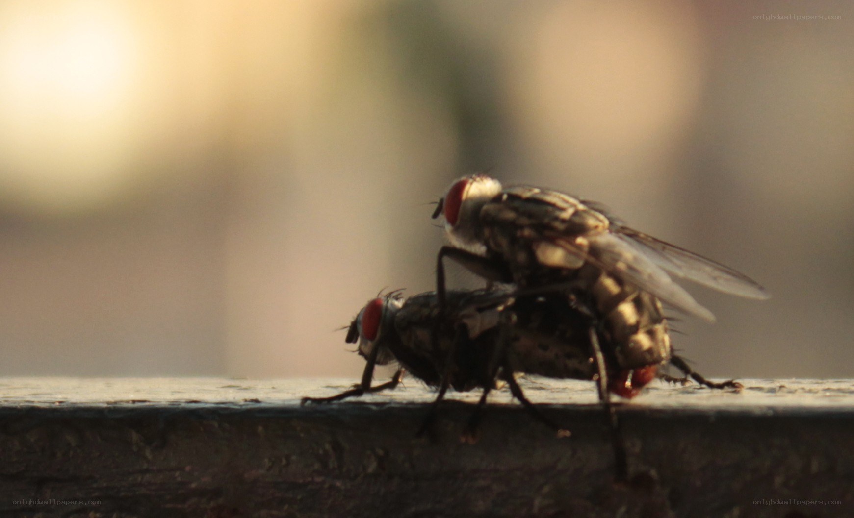 flies mating on a surface
