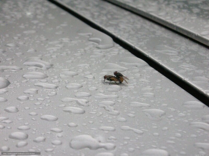 flies mating on wet surface