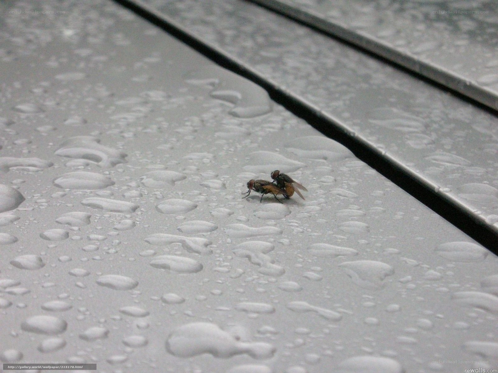 flies mating on wet surface