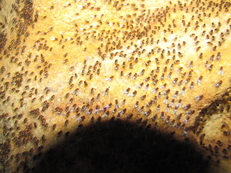 flies on a rock surface