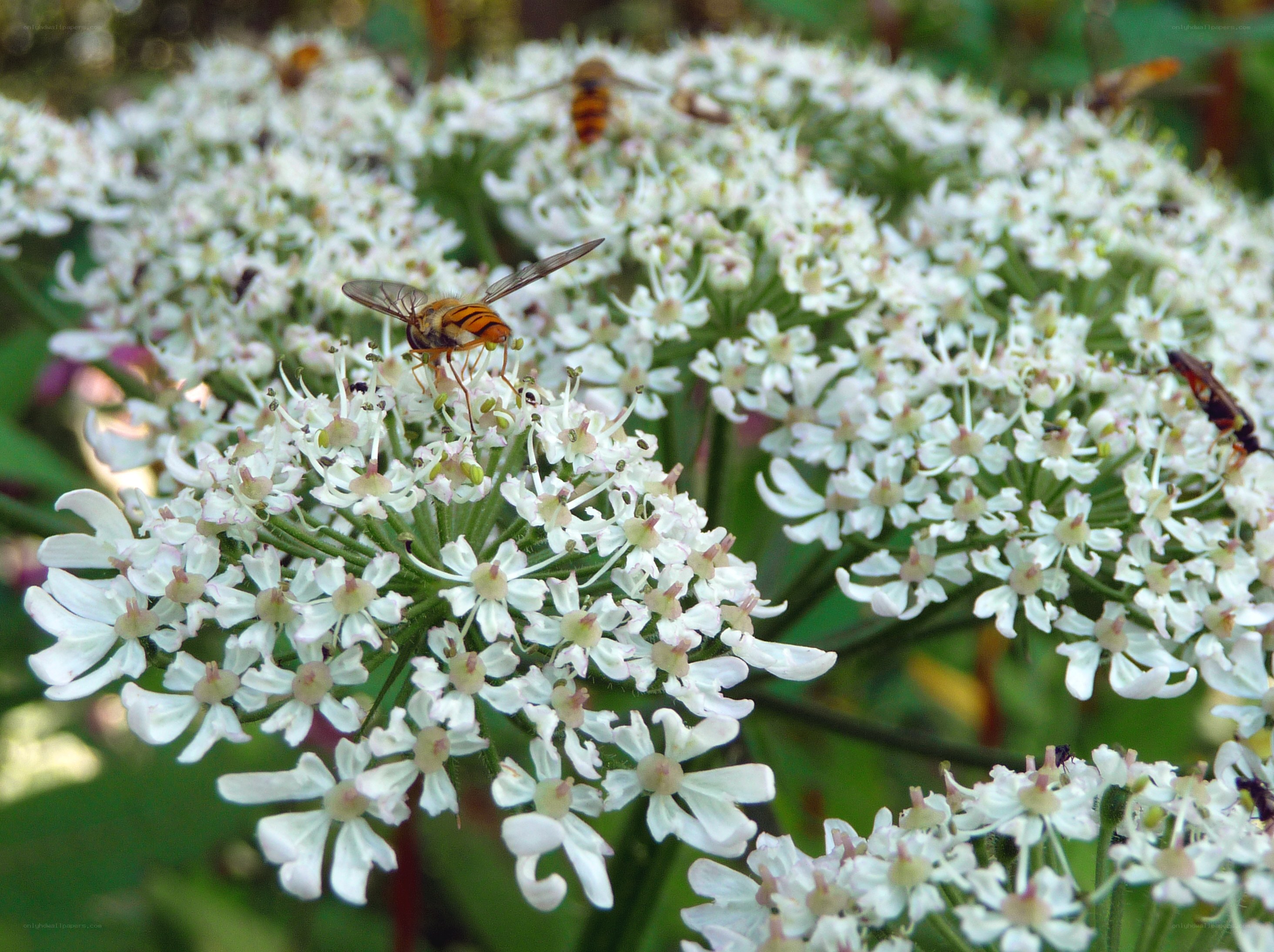 flies on white flowers
