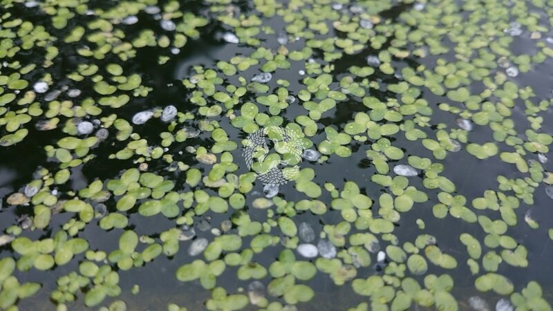 Floating Aquatic Plants