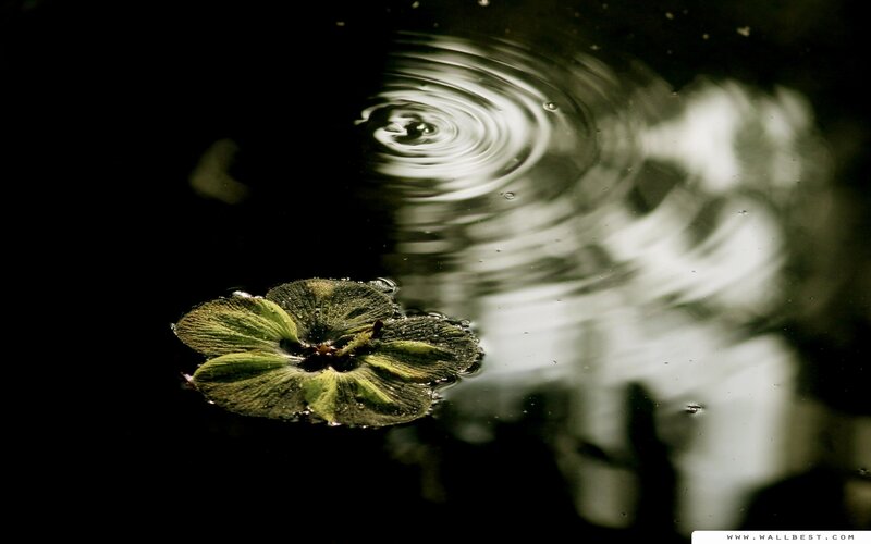 Floating Duckweed Plant