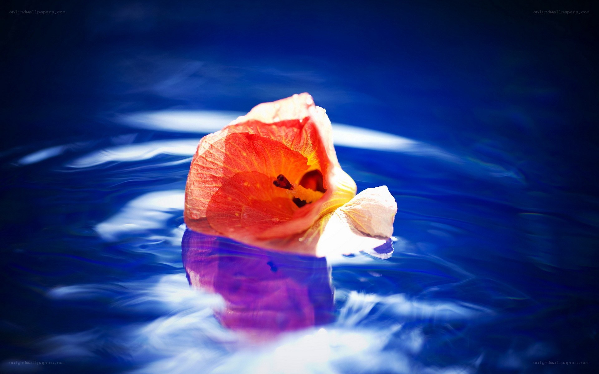 floating flower in blue water