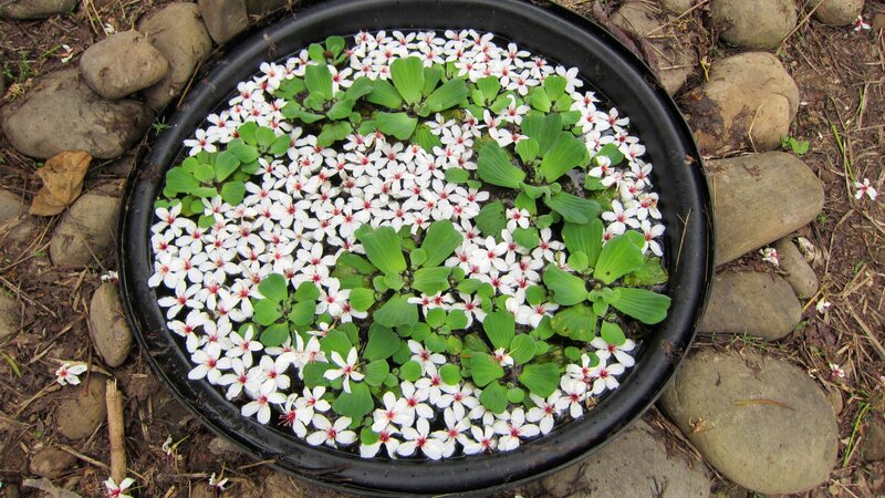 Floating Flowers in Basin