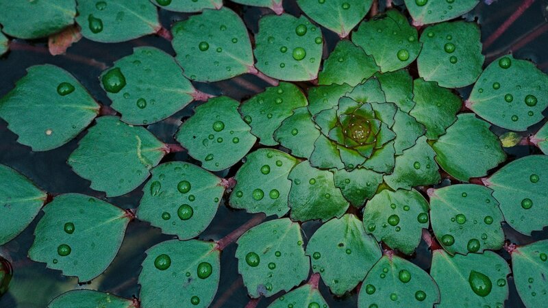 Floating Green Leaves — Serene, Photograph