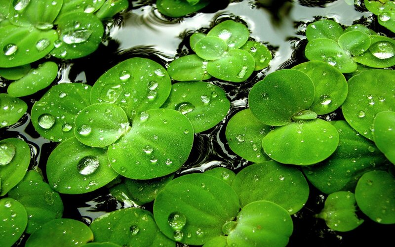 Floating Green Leaves — Serene