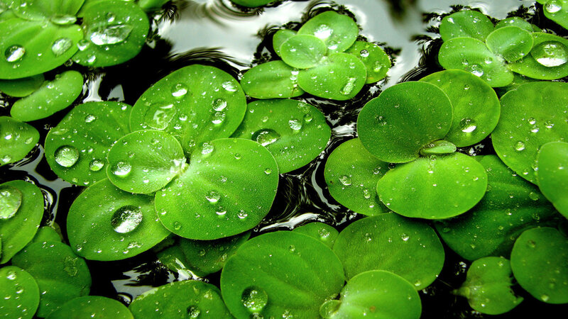 Floating Green Leaves