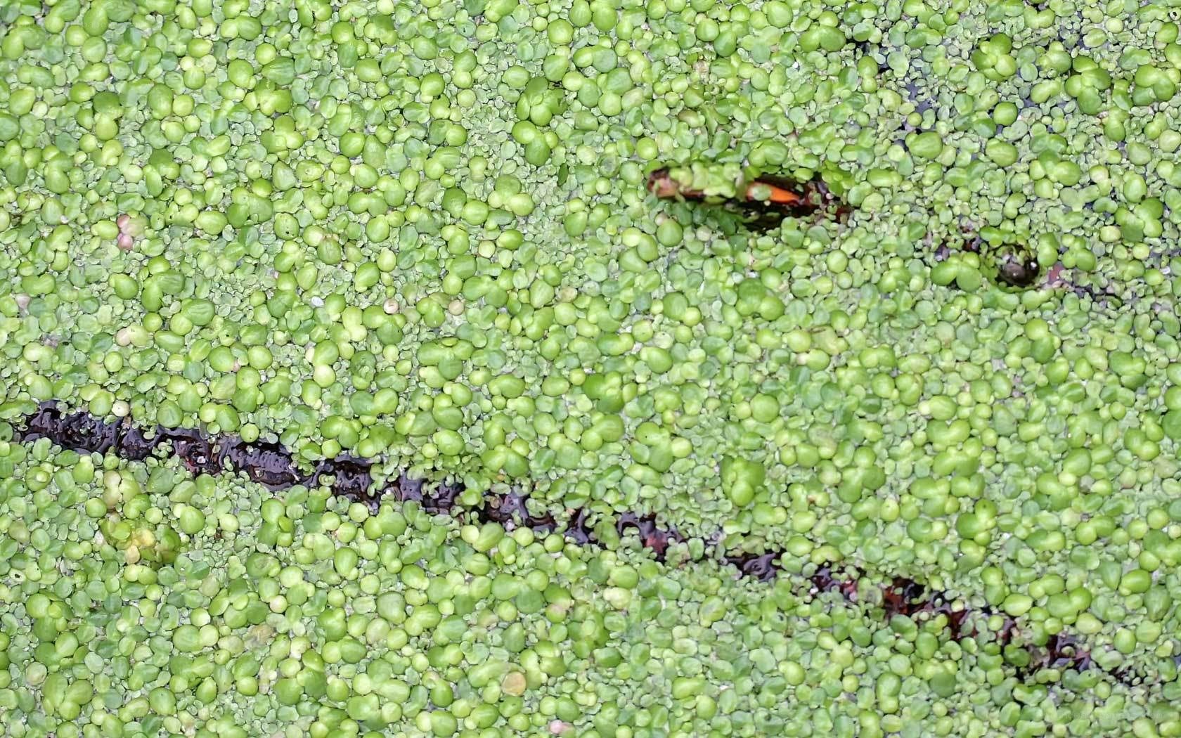 Floating green plants on water