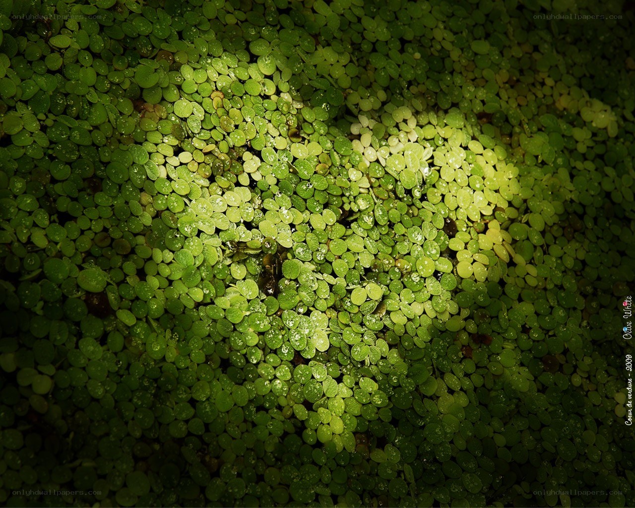 Floating green plants on water