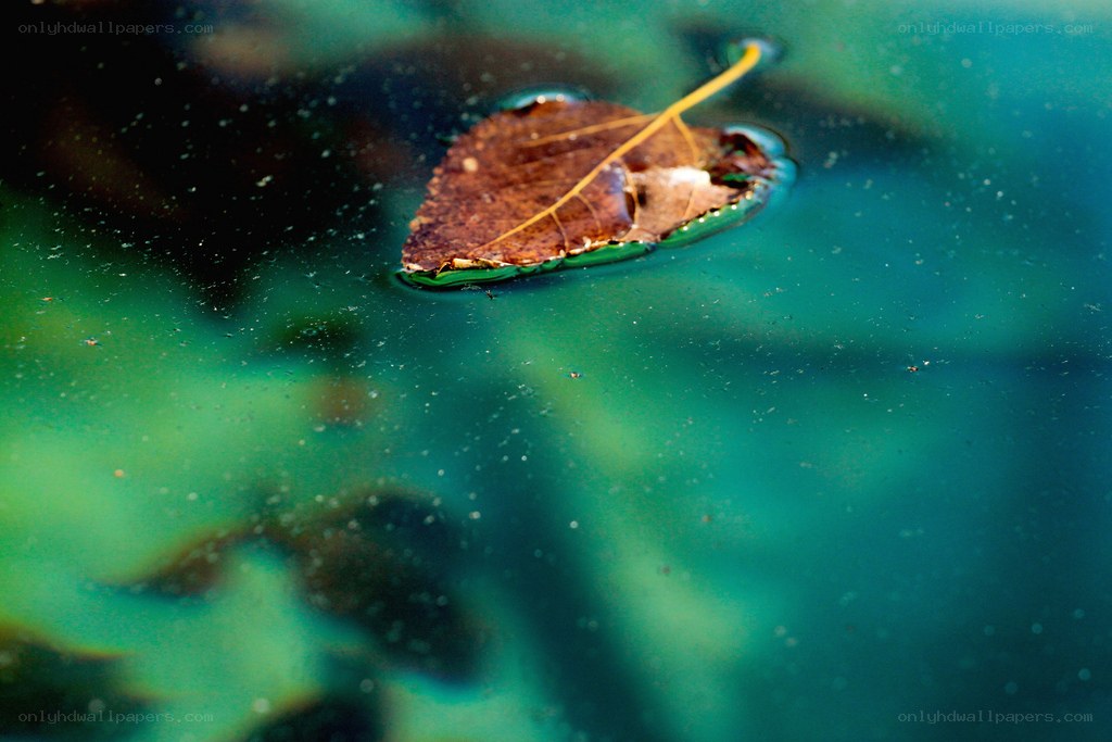 Floating leaf on green water
