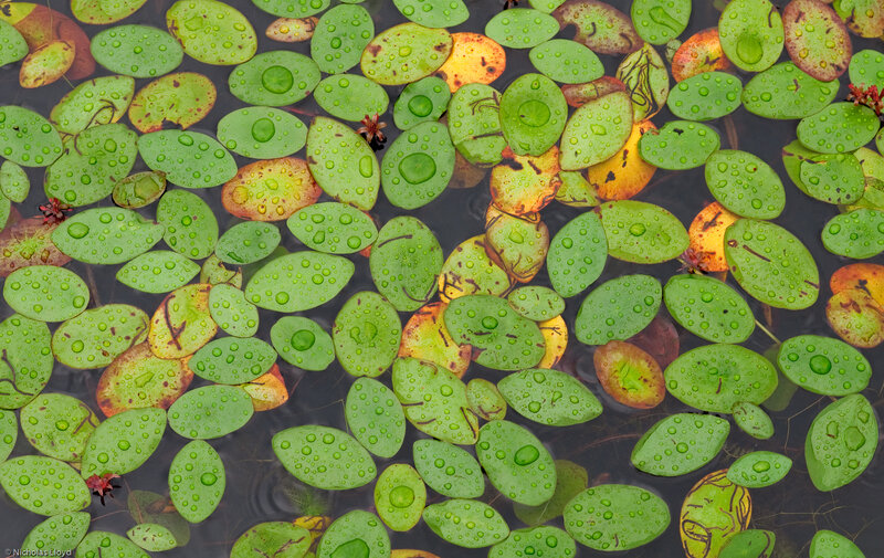 Floating Lily Pads