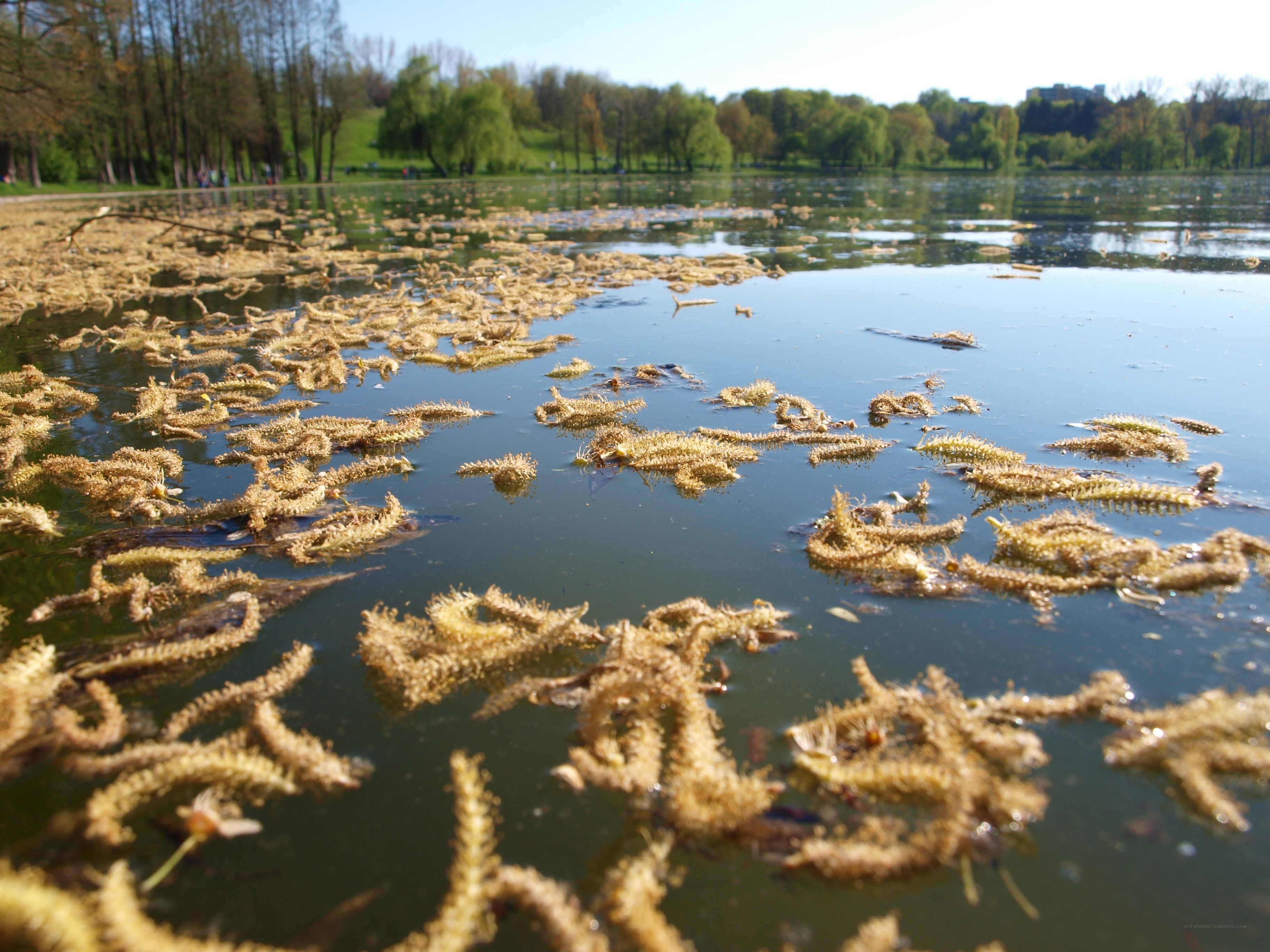 Floating plant debris on a lake