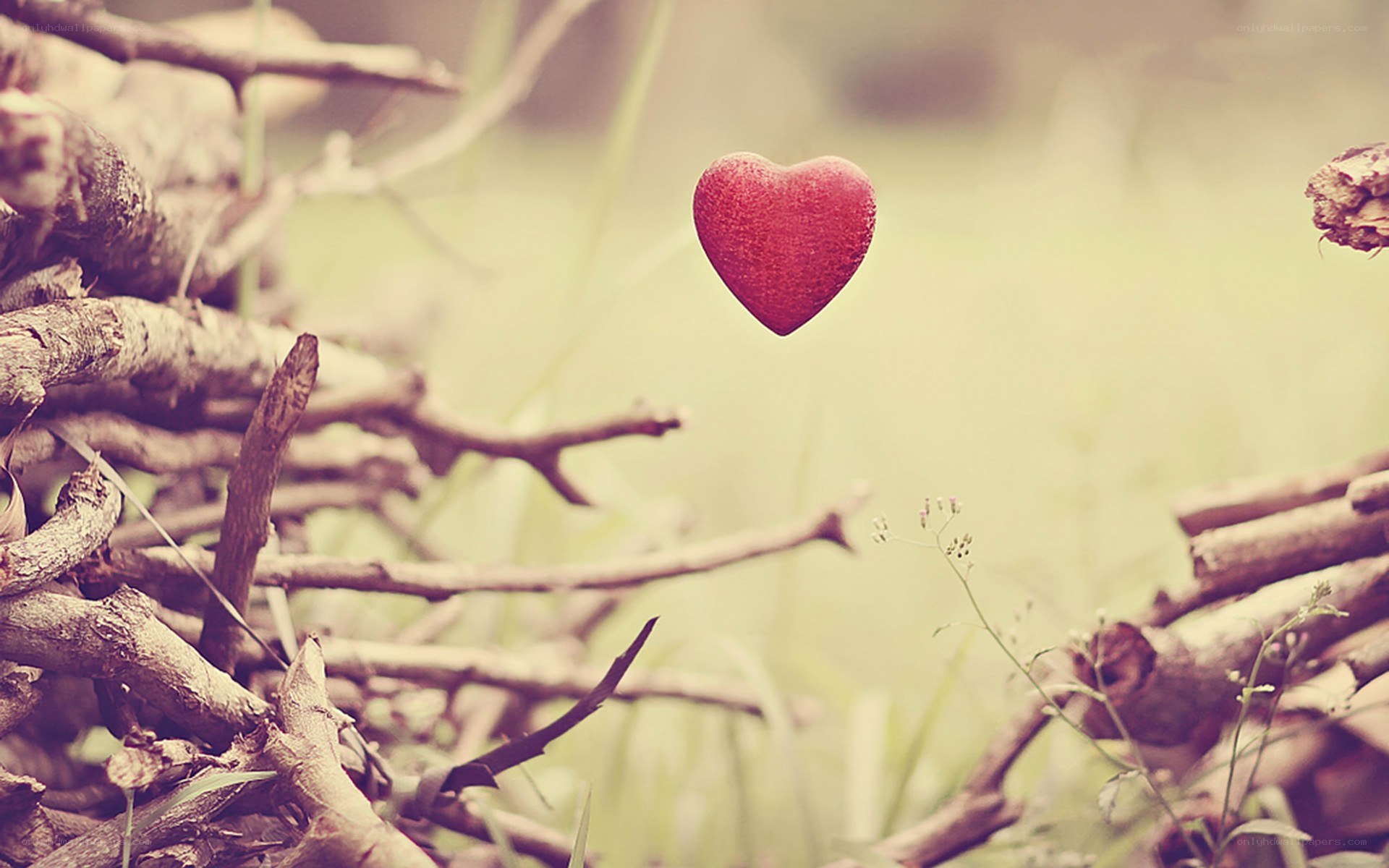 floating red heart in nature