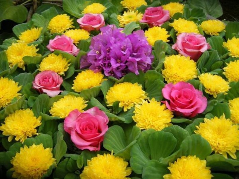 Floating Water Flowers