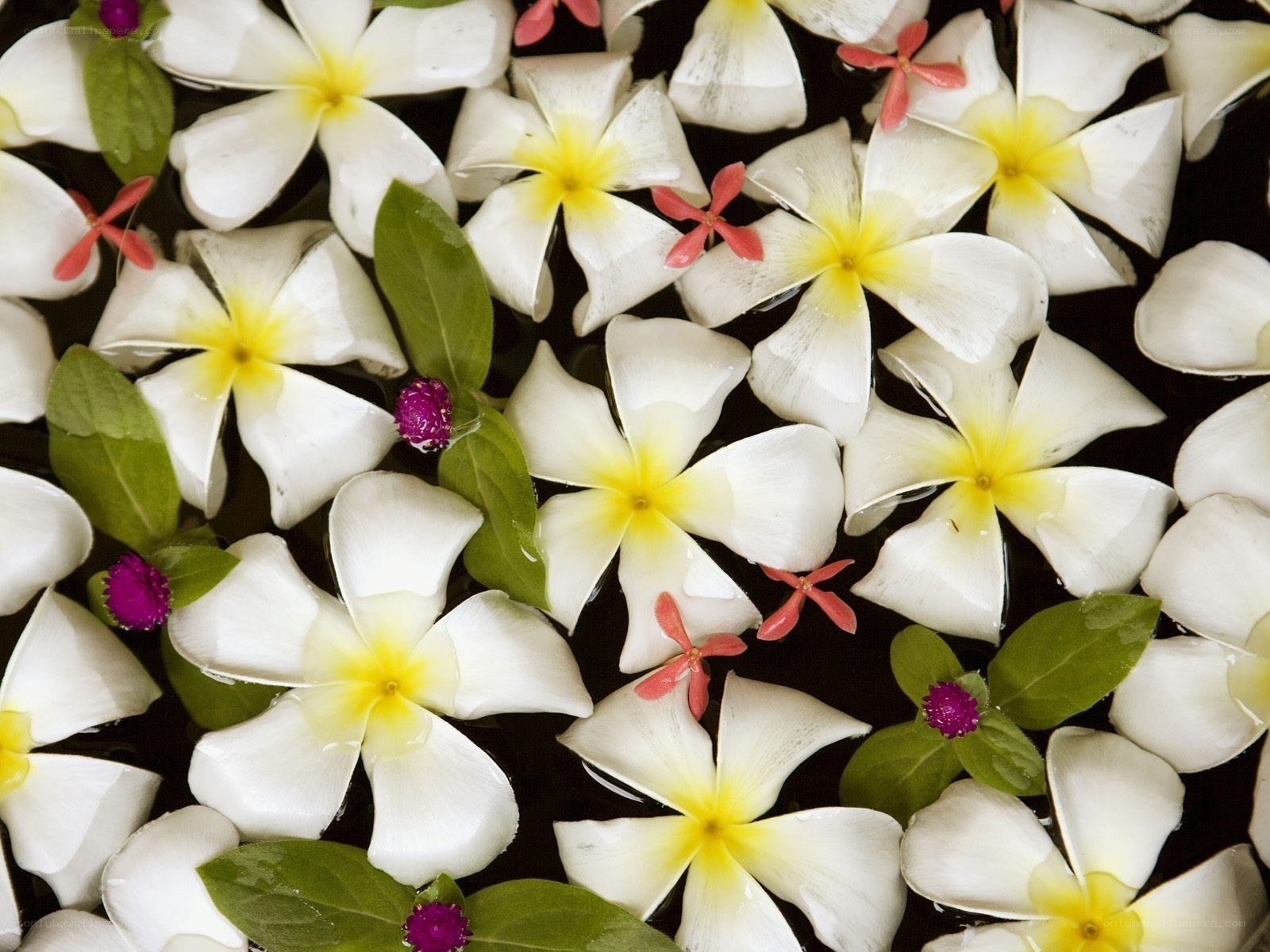 Floating white flowers on water