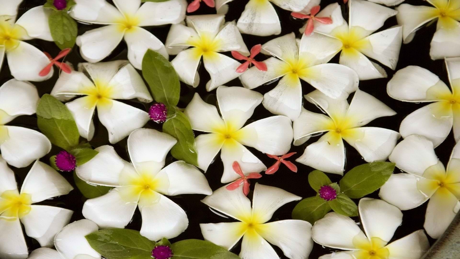 Floating white flowers on water
