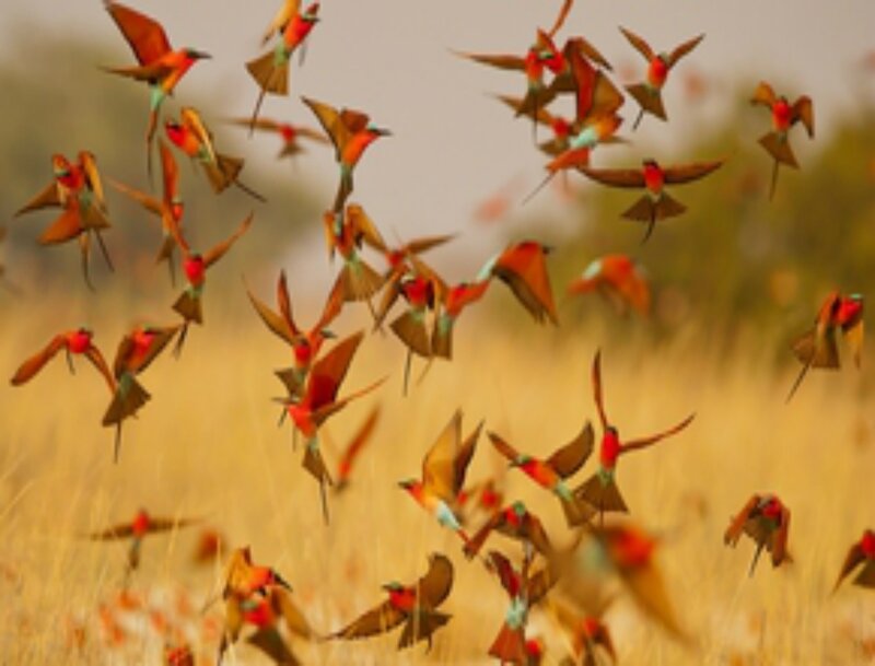 Flock of Bee-eaters
