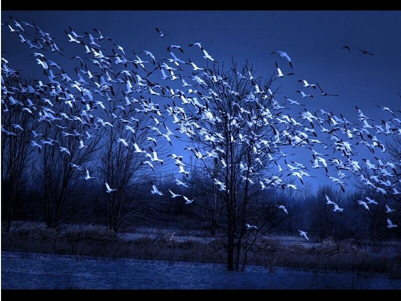 Flock of birds at dusk