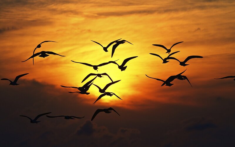 flock of birds at sunset