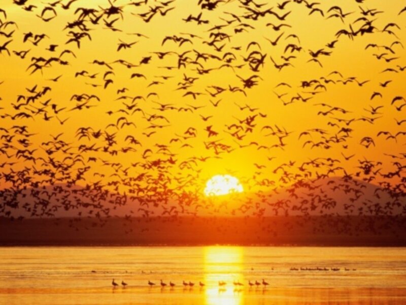 Flock of birds at sunset