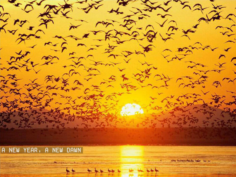 flock of birds at sunset