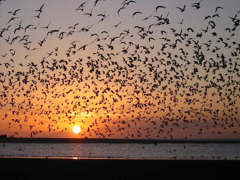 Flock of birds at sunset