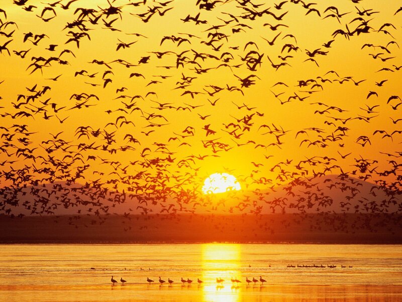Flock of birds at sunset
