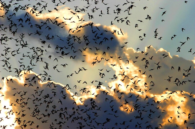 Flock of birds at sunset