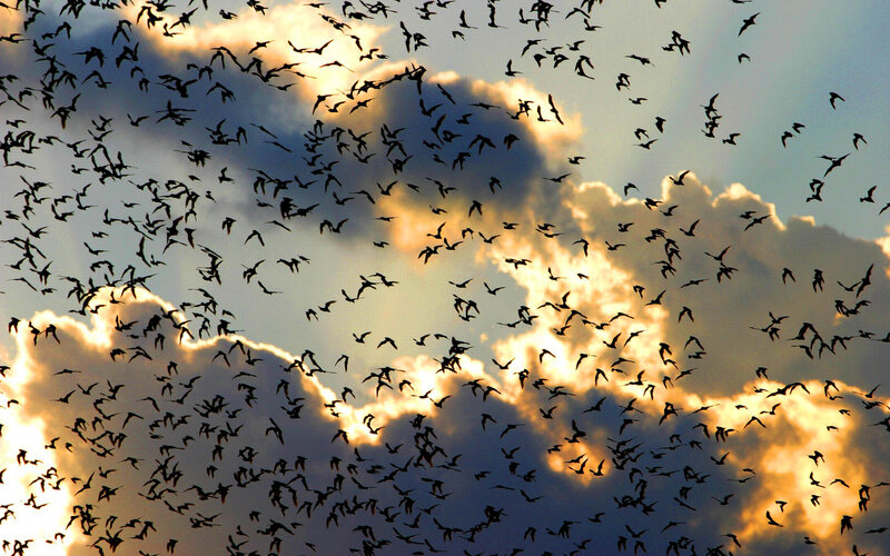 Flock of birds at sunset