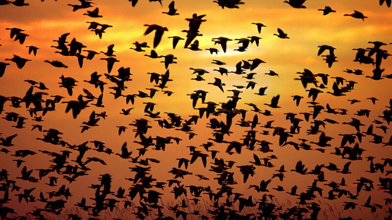 flock of birds at sunset