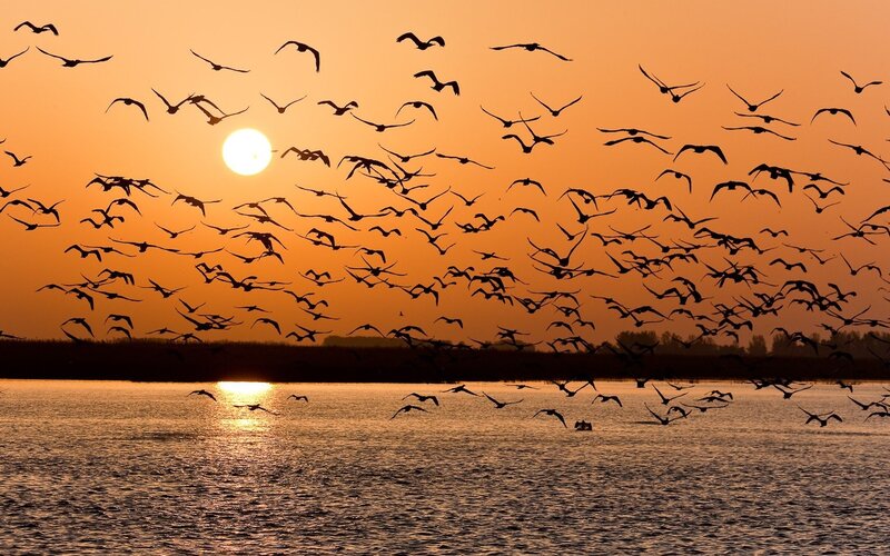 Flock of birds at sunset