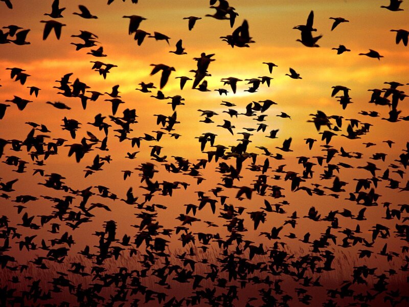 flock of birds at sunset