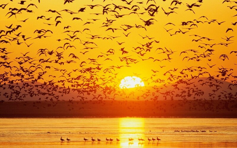 Flock of birds at sunset