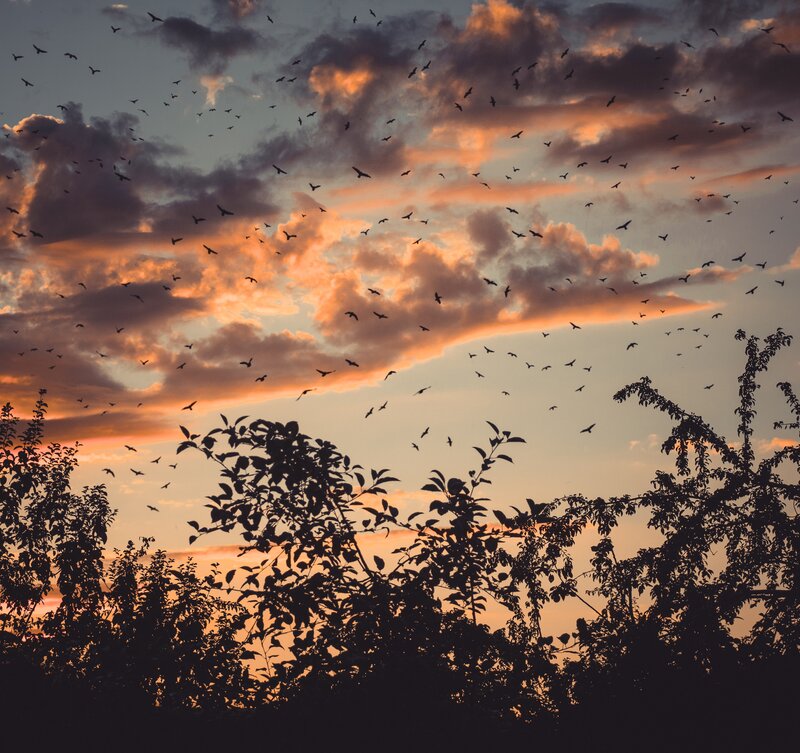 Flock of Birds at Sunset — Orange, Dramatic, Photograph, Clouds